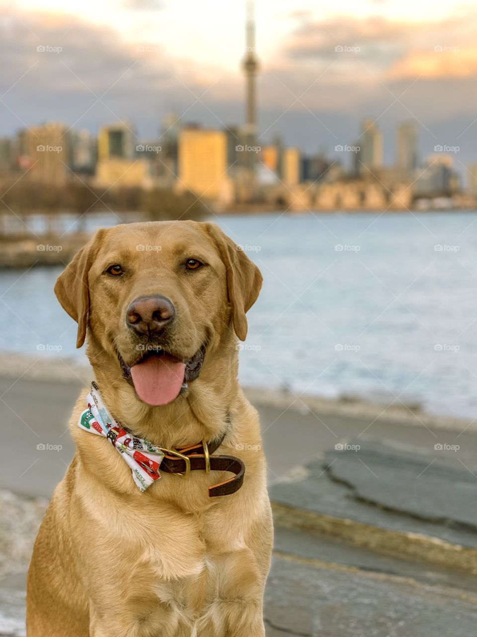Out for a walk on along the lakeshore with the only good boy around for miles, and he knows it! 