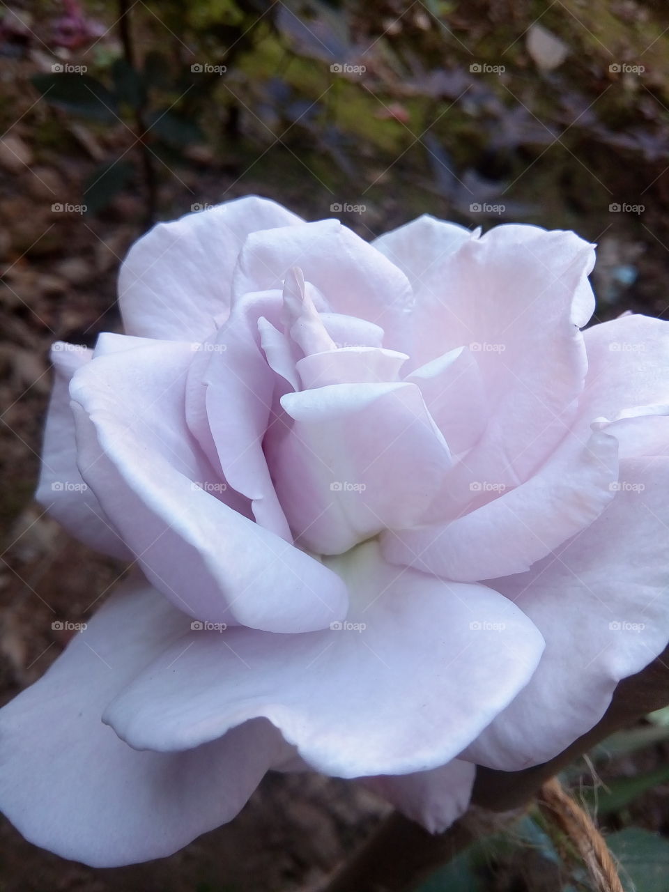 flower 2018-01-22 062 
#আমার_চোখে #আমার_গ্রাম #nature #flower 
#eukaryota #plantae #angiosperms #eudicots