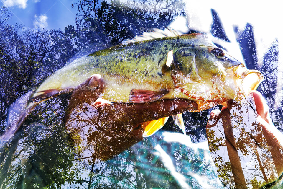 Double exposure of a man holding a peacock bass fish and in the woods
