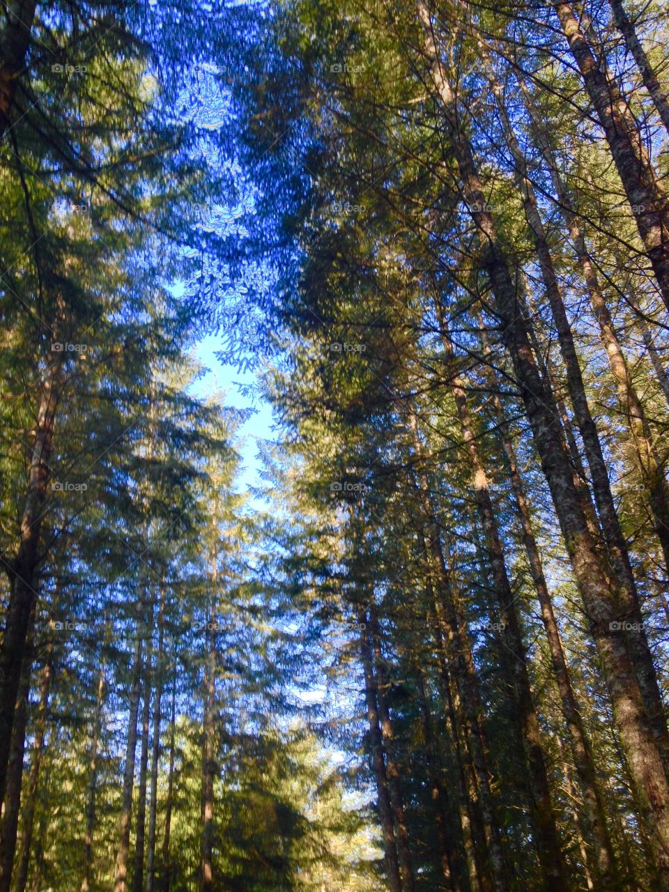 Let the sky in. Looking up thru trees in the forest 