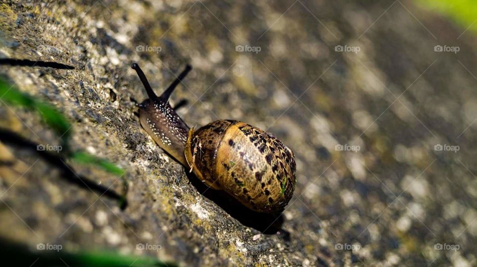 Snails Travel