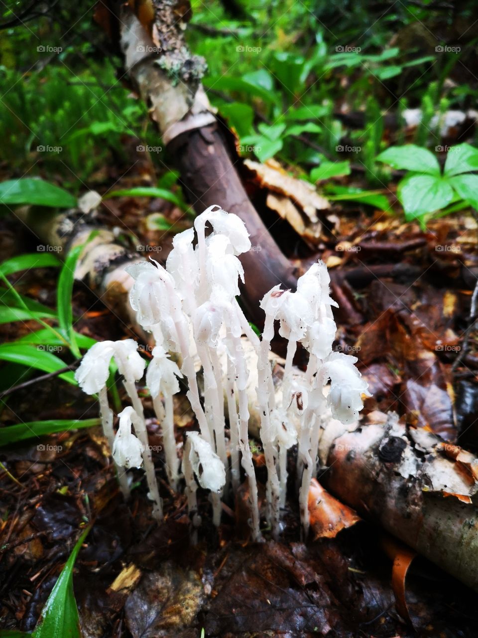 Monotropa uniflora found during a trail in the Neys provincial park, Ontario, Canada.