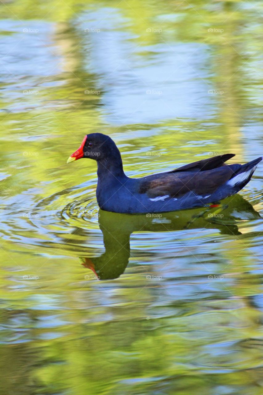 The Common Gallinule - The only permanent resident of the backyard pond.  