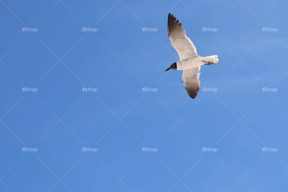 Seagull flying overhead