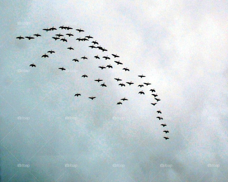 DUCKS FLYING TO SAFETY