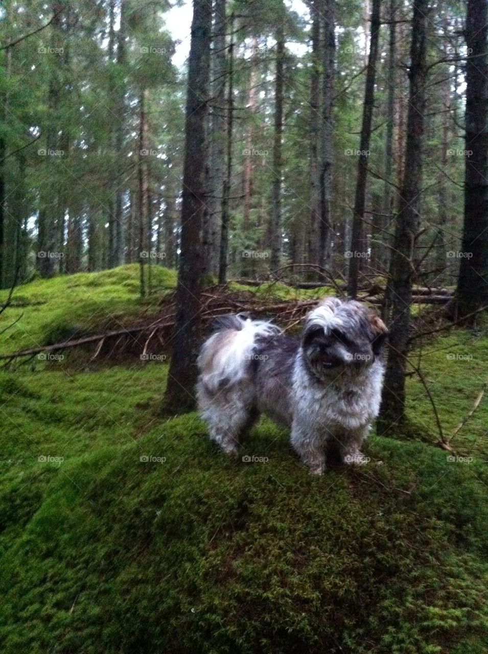 shi-tzu woods dog by flennstrom