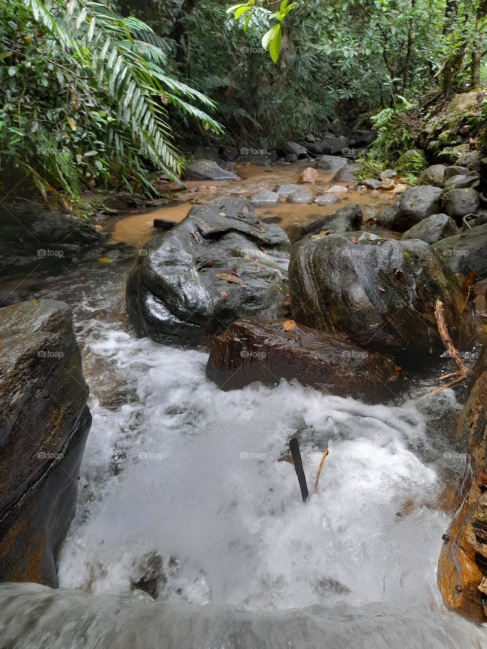 Beautiful stream in Sri Lanka.  water flows very calmly in side a forest.