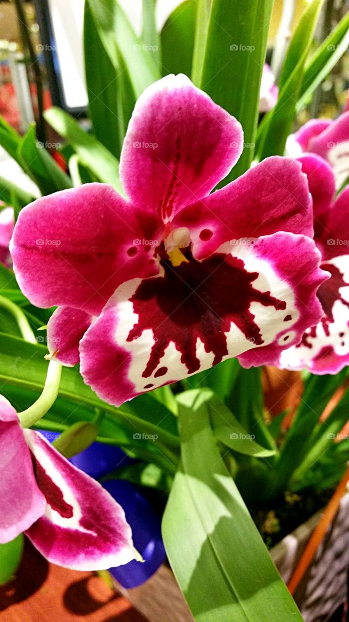 Fuscia Pink Orchid. Fuscia Pink Orchid with burgundy splotch!