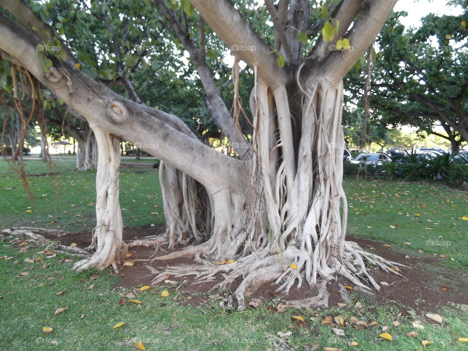 Banyan 🌲. Oahu
