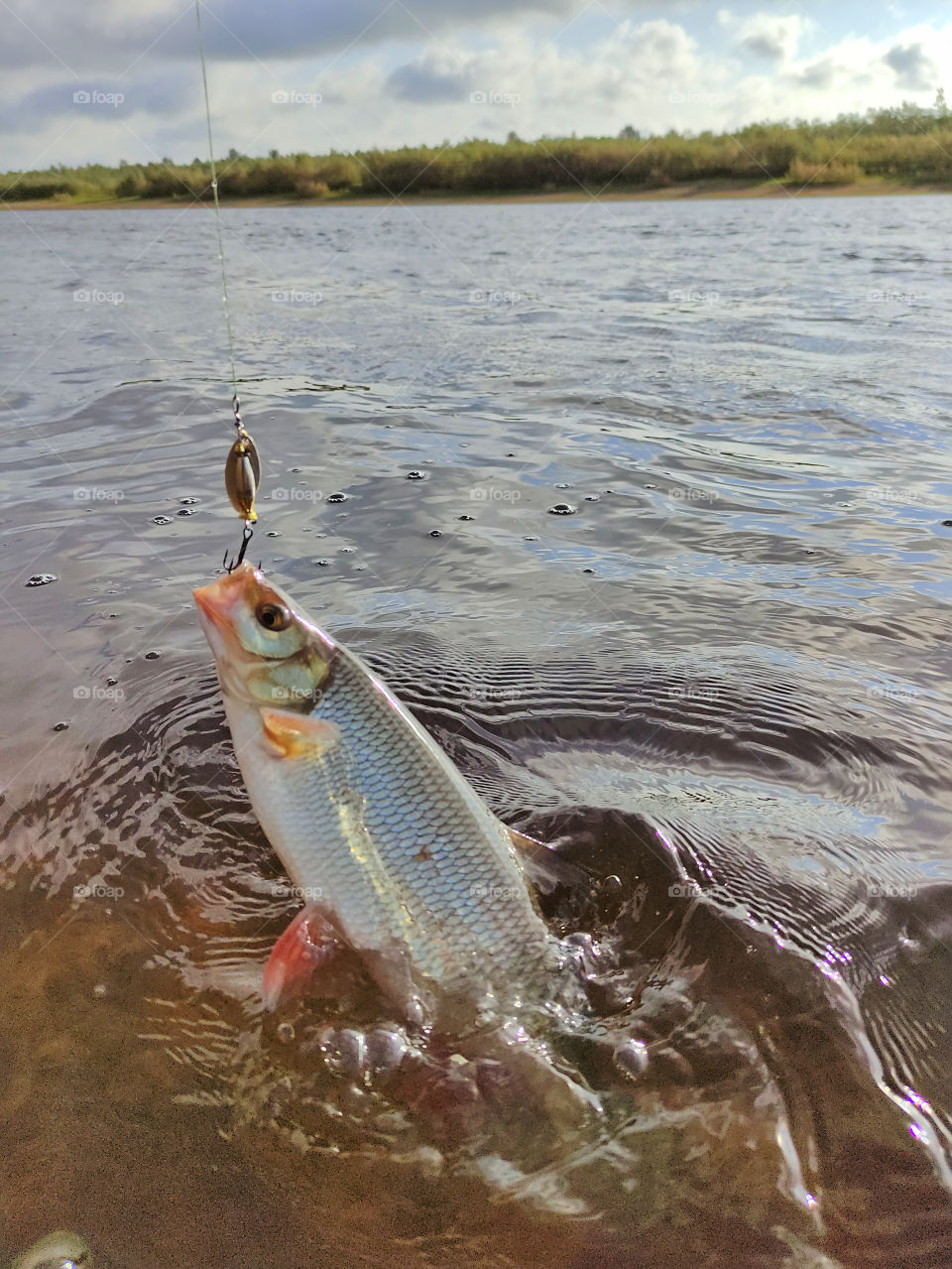 Fish caught, ulo, ear, fish shoal, fish soup, scales, fish day, fish dish, fishing, catch of yazia, river, tundra, fish place, fish photo, catch photo,