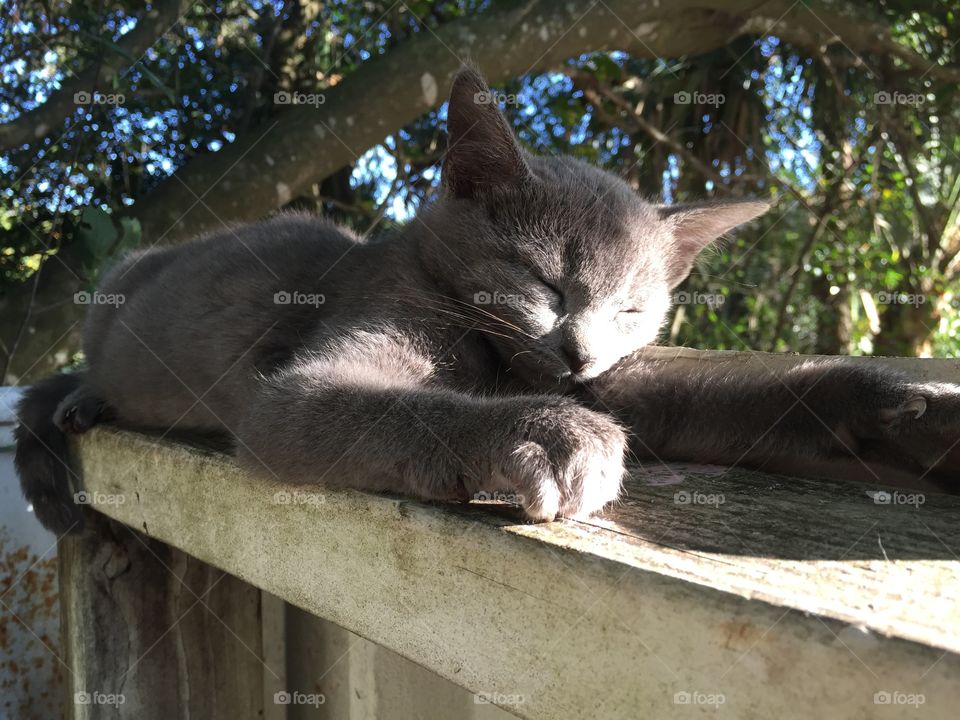 Grey Kitten stretching on fence while sunbathing
