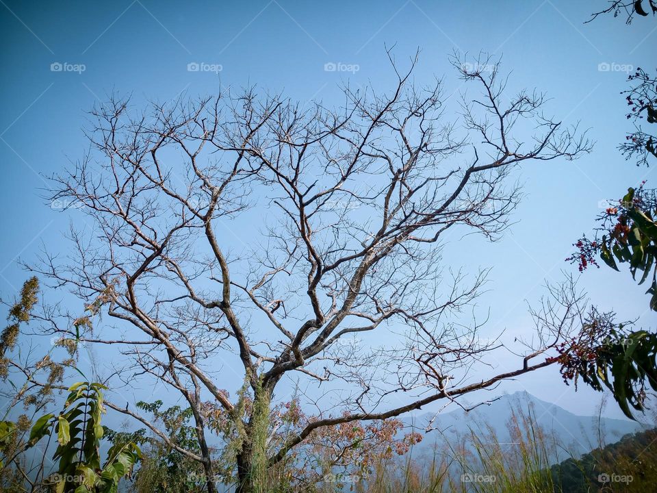 Falling leaveas with winter season