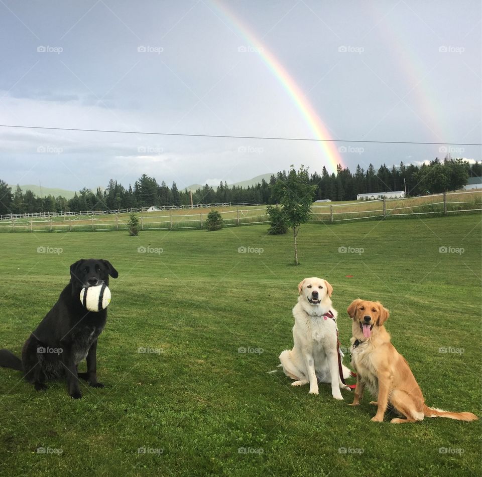 Threes company rainbow 
