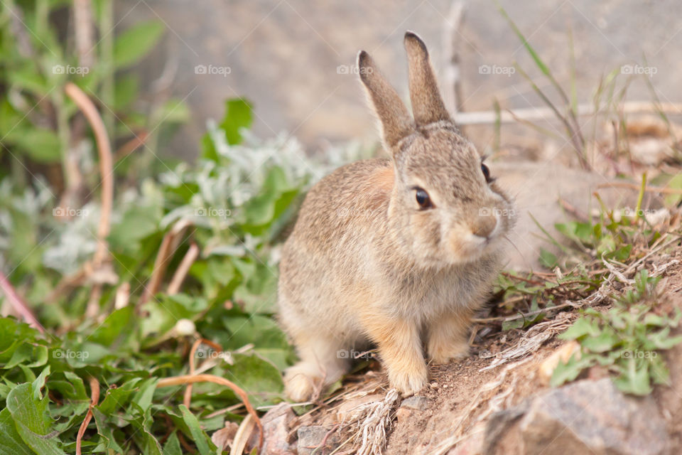 Brown rabbit resting in soil