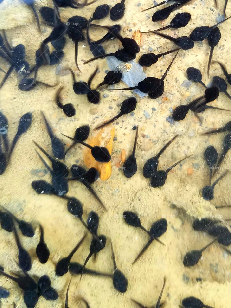tadpoles