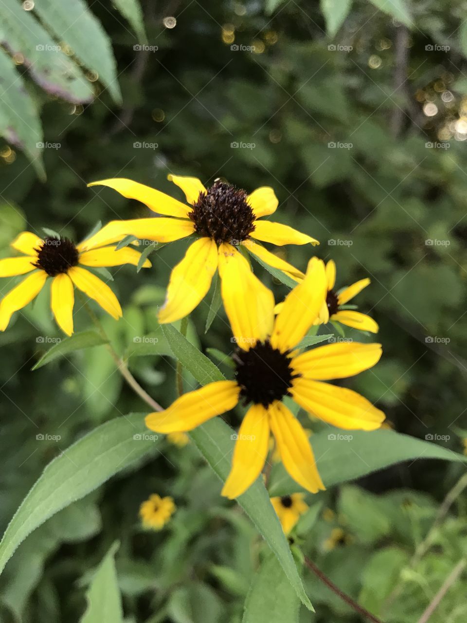 Flowering Fence Row 