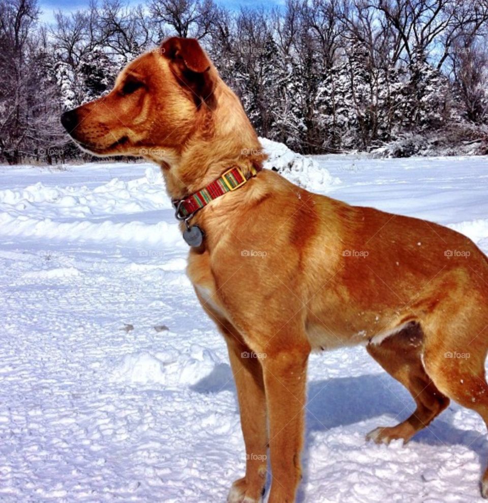 My dog Bailey. Winter snow