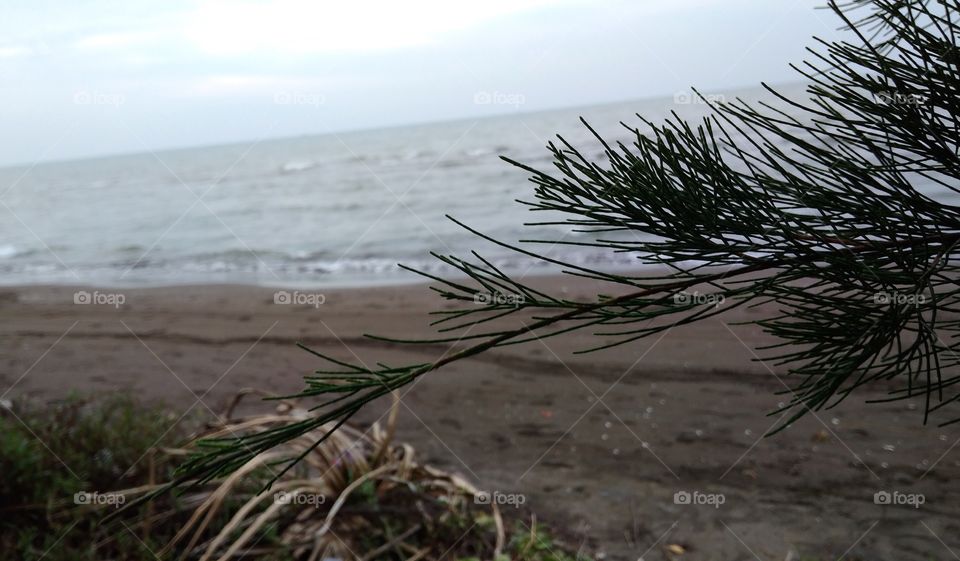 christmass tree & on beach