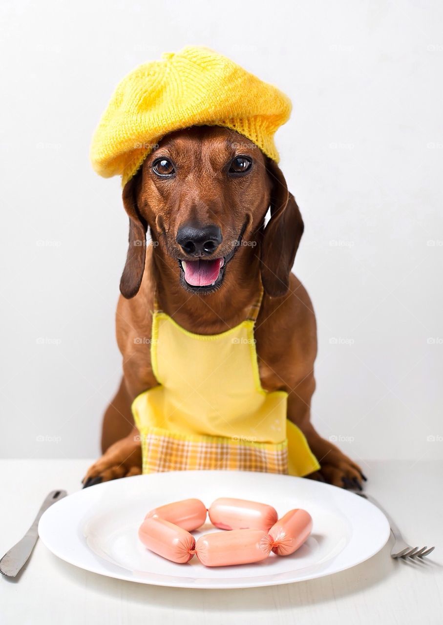 Portrait of dog with foods