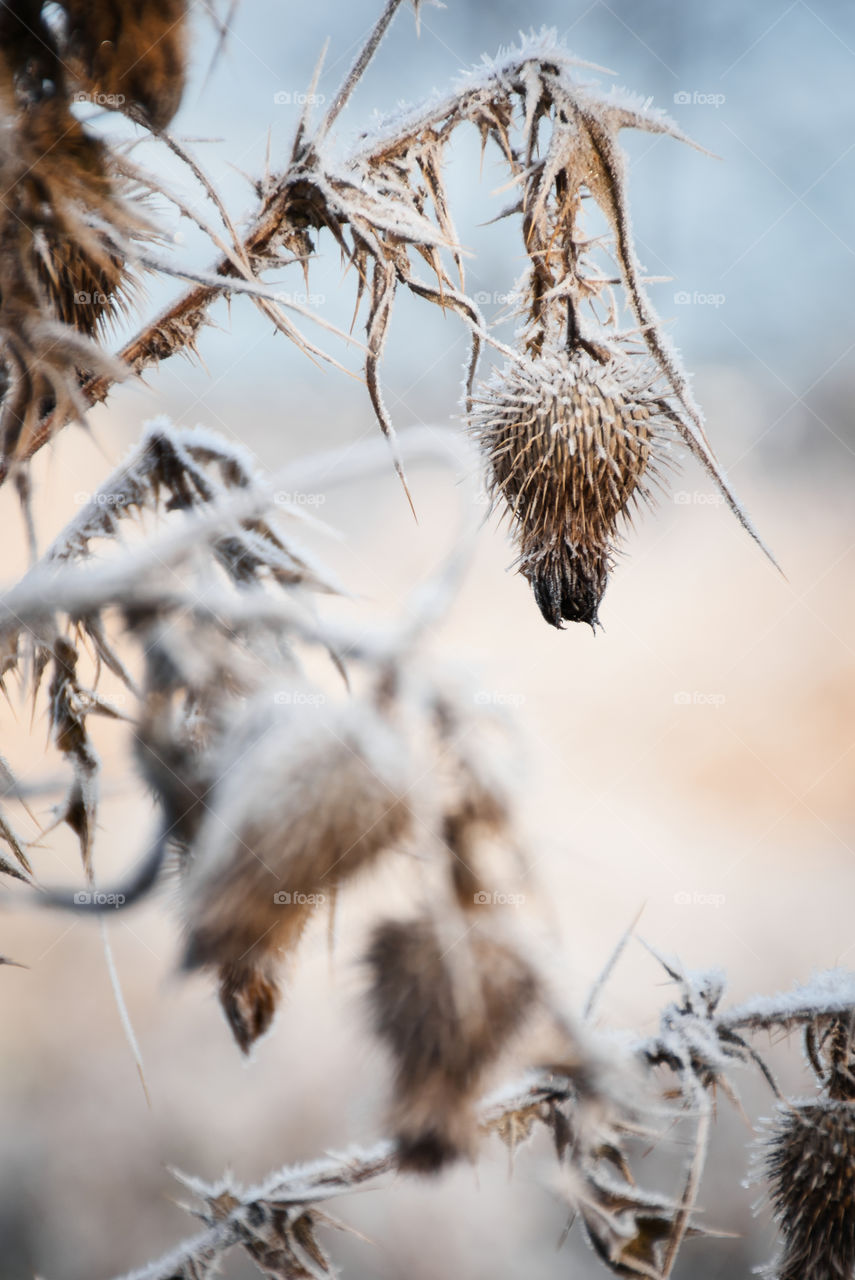 Portrait of a plant