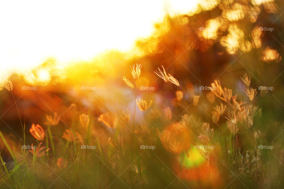 meadow light nature grass by icestylecg
