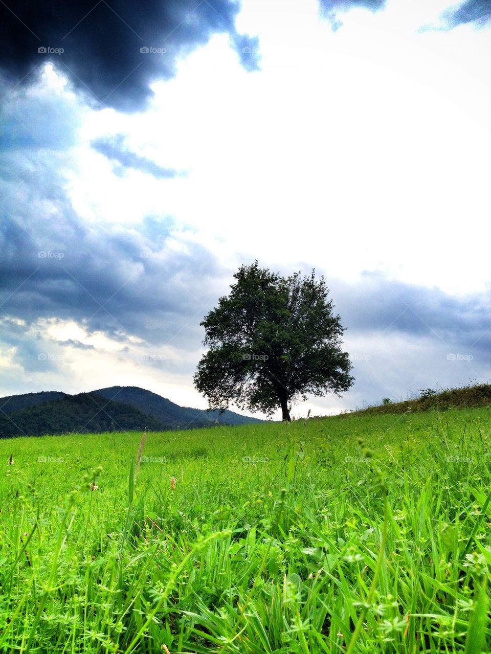 lonely tree