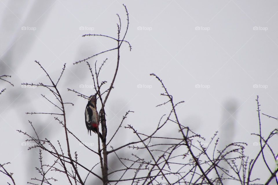 A great spotted woodpecker sits on a bare tree in winter