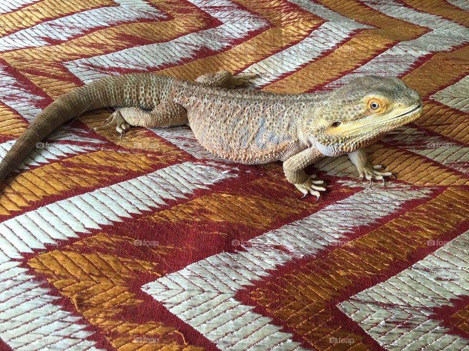 Pet lizard dragon
