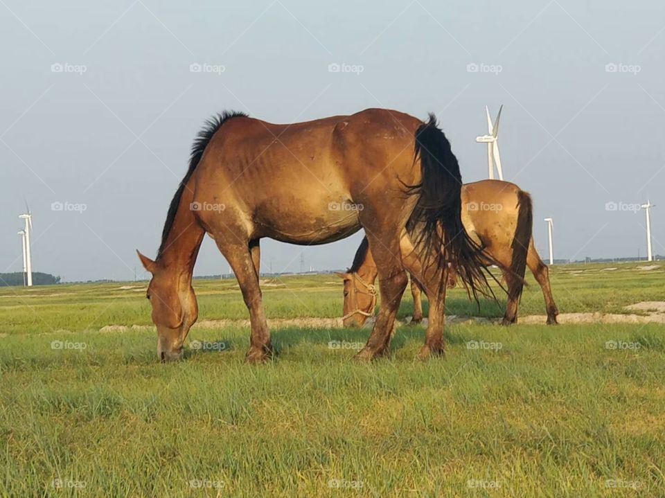 grazing together