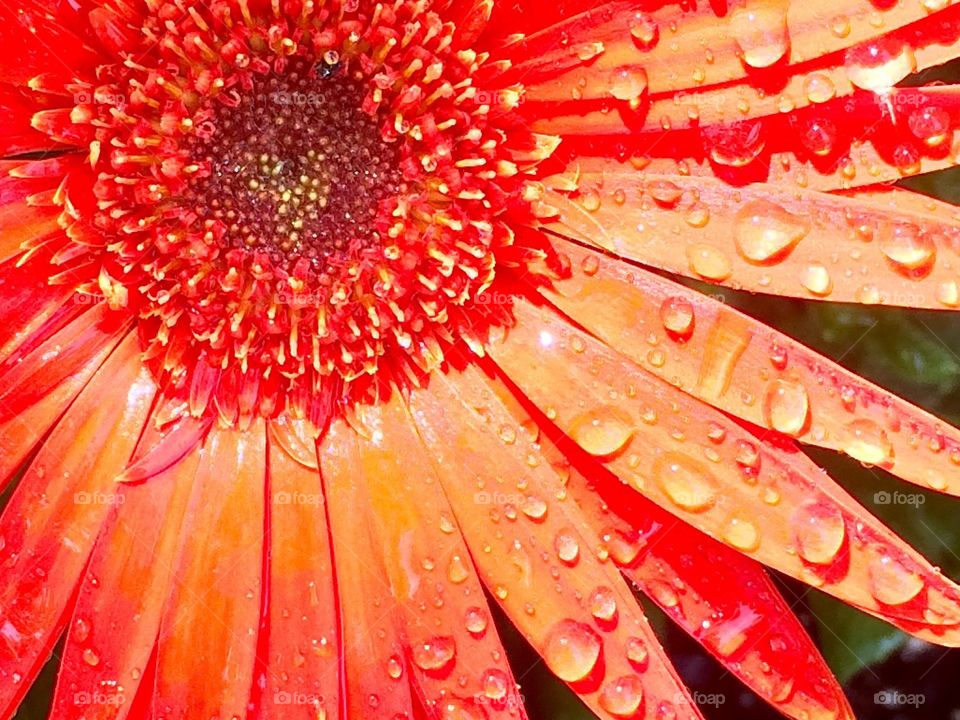 Raindrops on the flower 