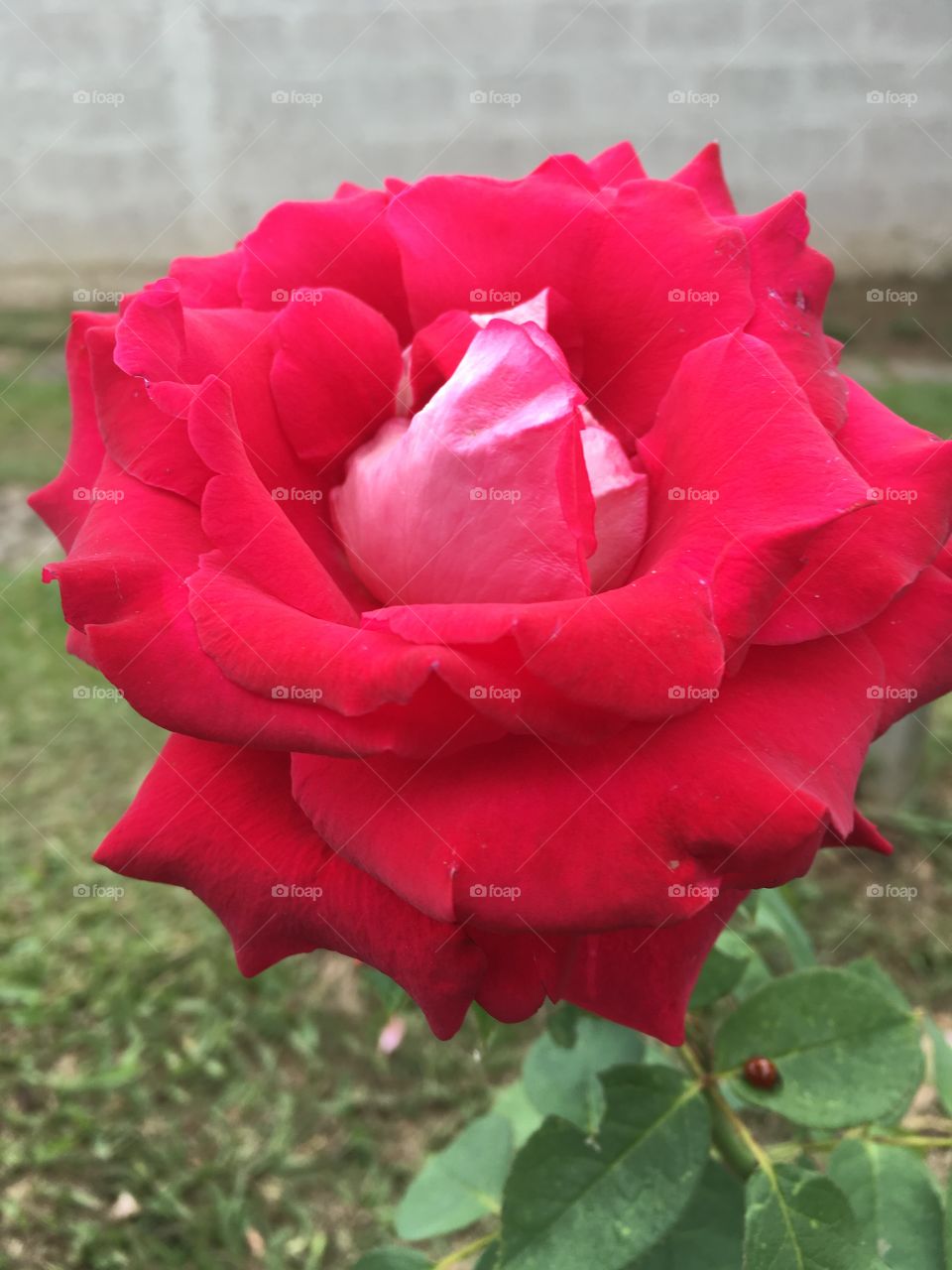 🌺Fim de #cooper!
Suado, cansado e feliz, alongando e curtindo a beleza das #rosas vermelhas.
🏁
#corrida #treino #flor #flowers #flores #pétalas #jardim #jardinagem #garden #flora #run #running #esporte #alongamento 