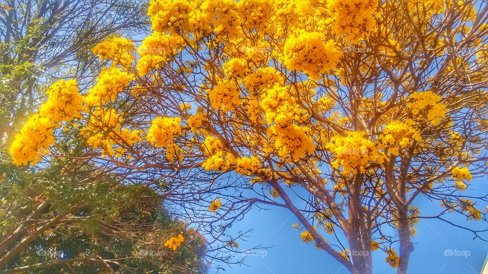 ipê amarelo árvore