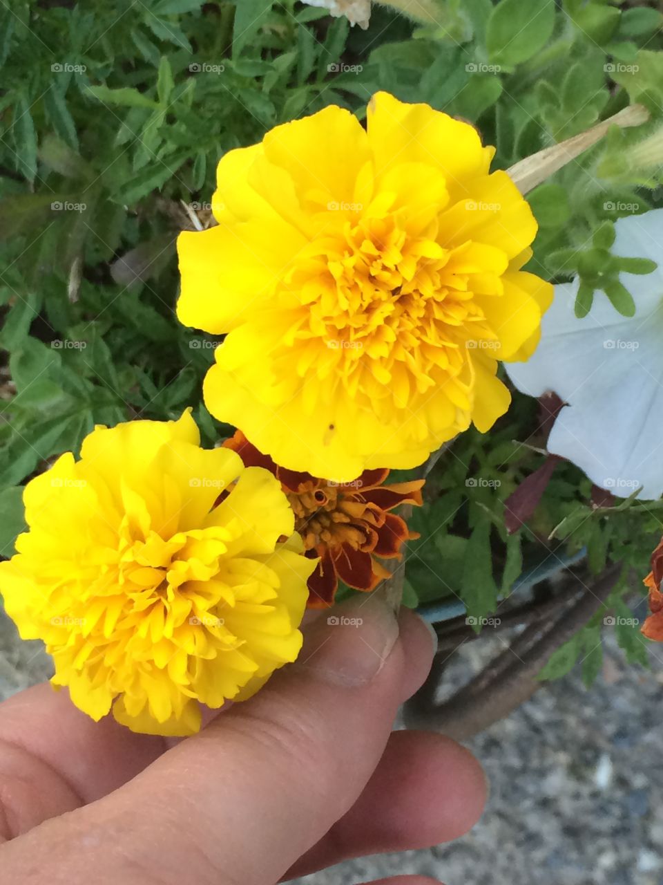 Yellow marigold, flowers, summertime 