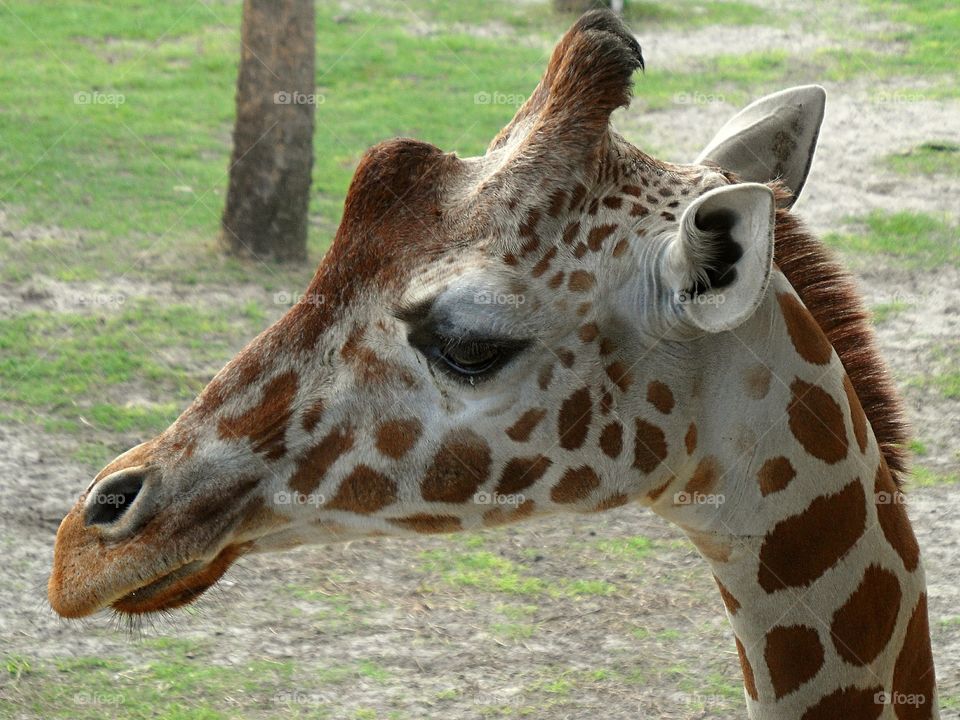 side view of a giraffe up close at a zoo