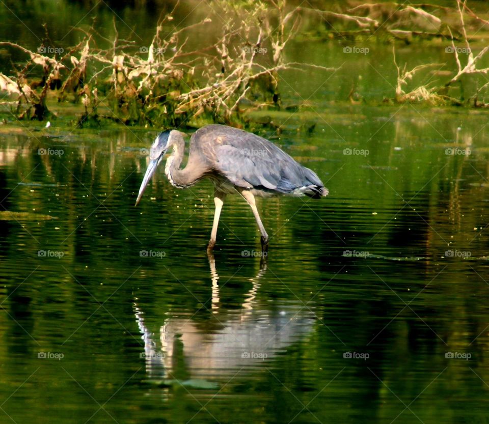 Reflections of Great Blue Heron