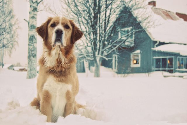 Dog