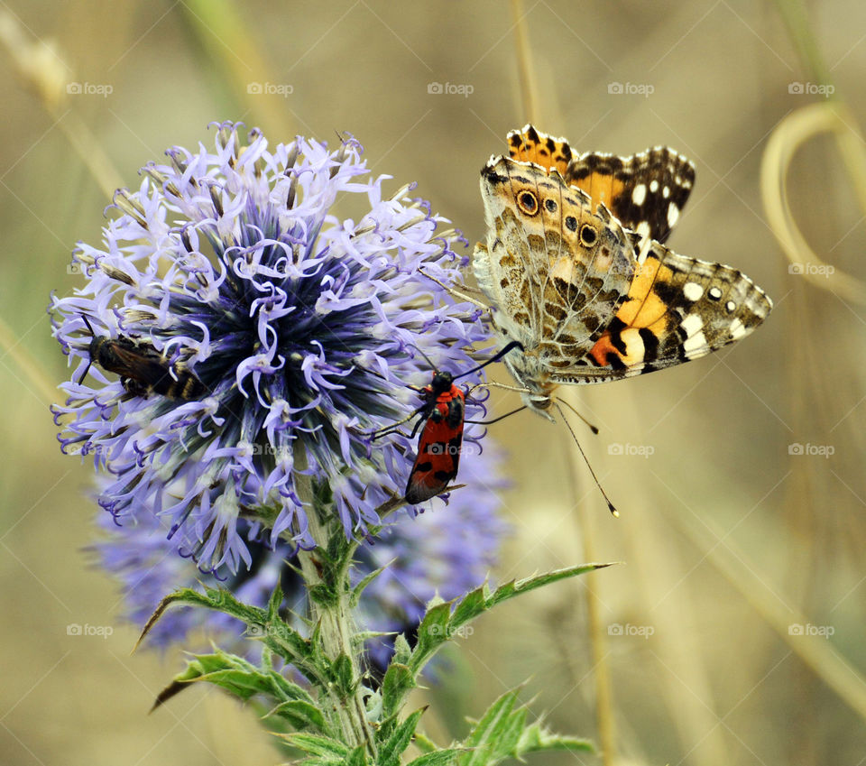 colorful butterflies