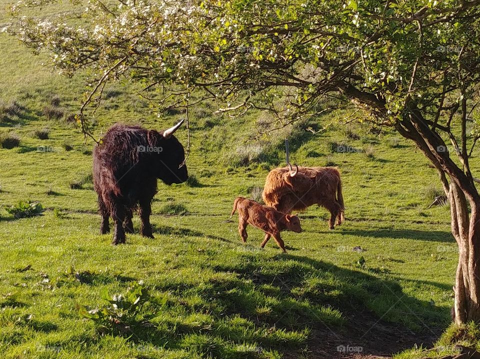 cow kalb rind. bulle schottisches highland