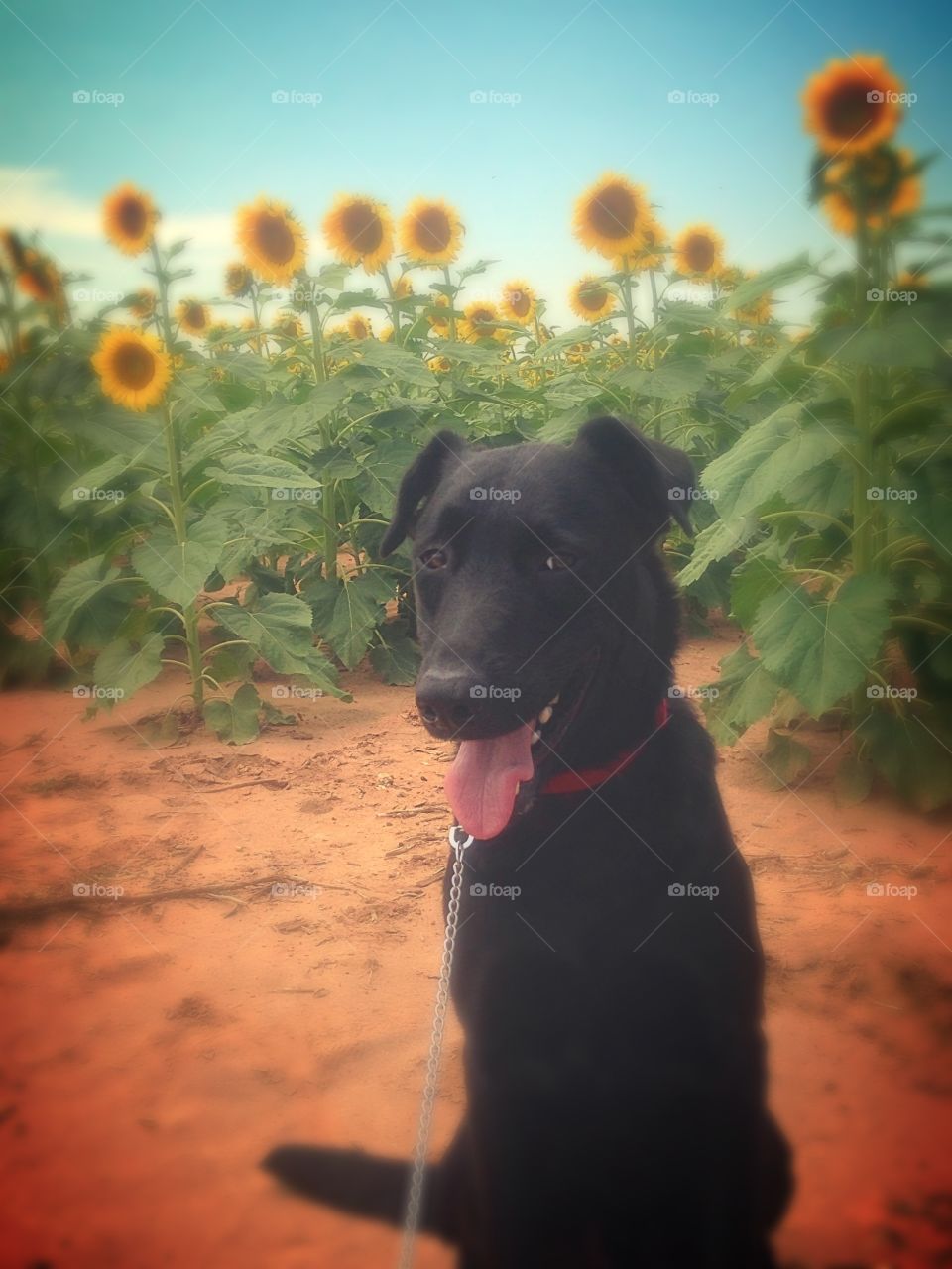 In the field of yellow . My puppy Killian loves to play in the sunflower field. 