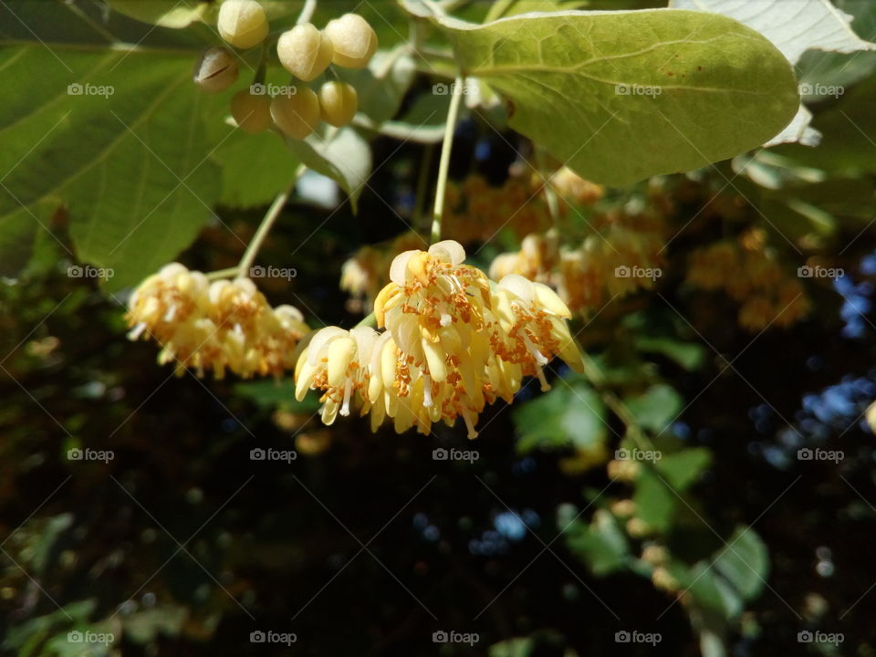 linden flower macro