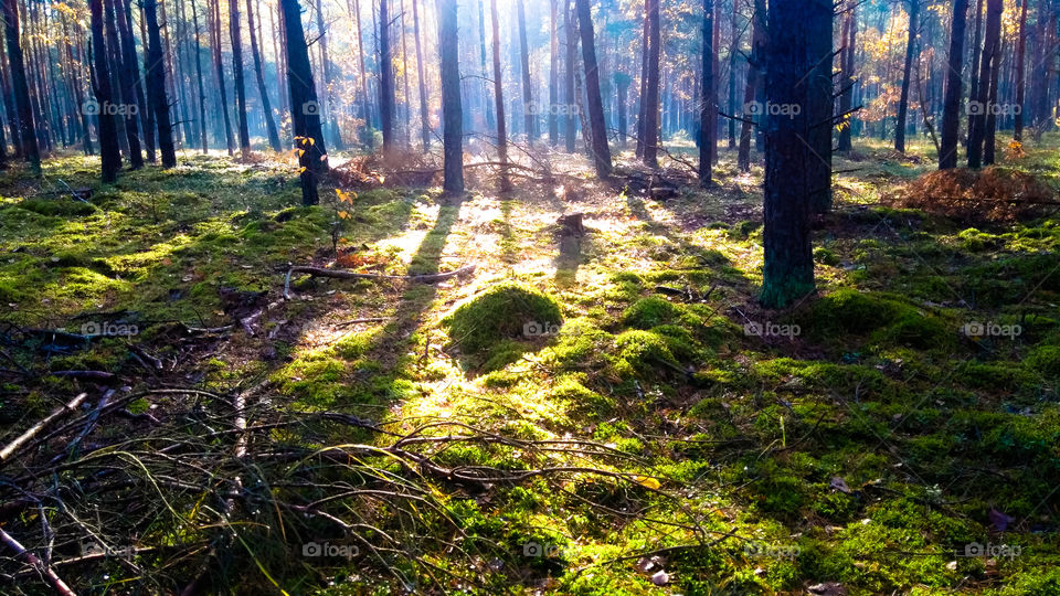 Light in the forest