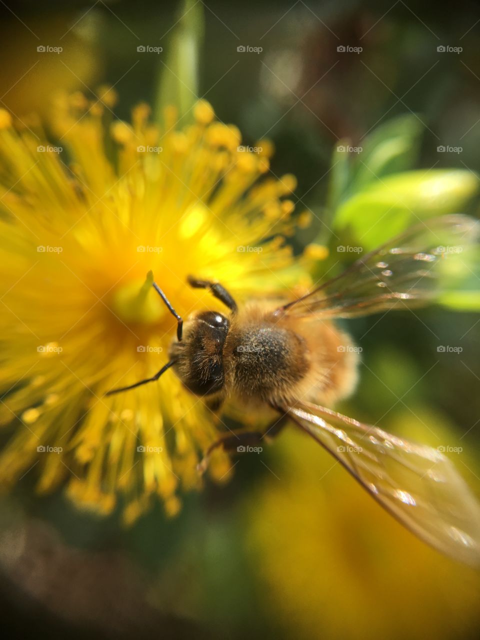 Honeybee closeup