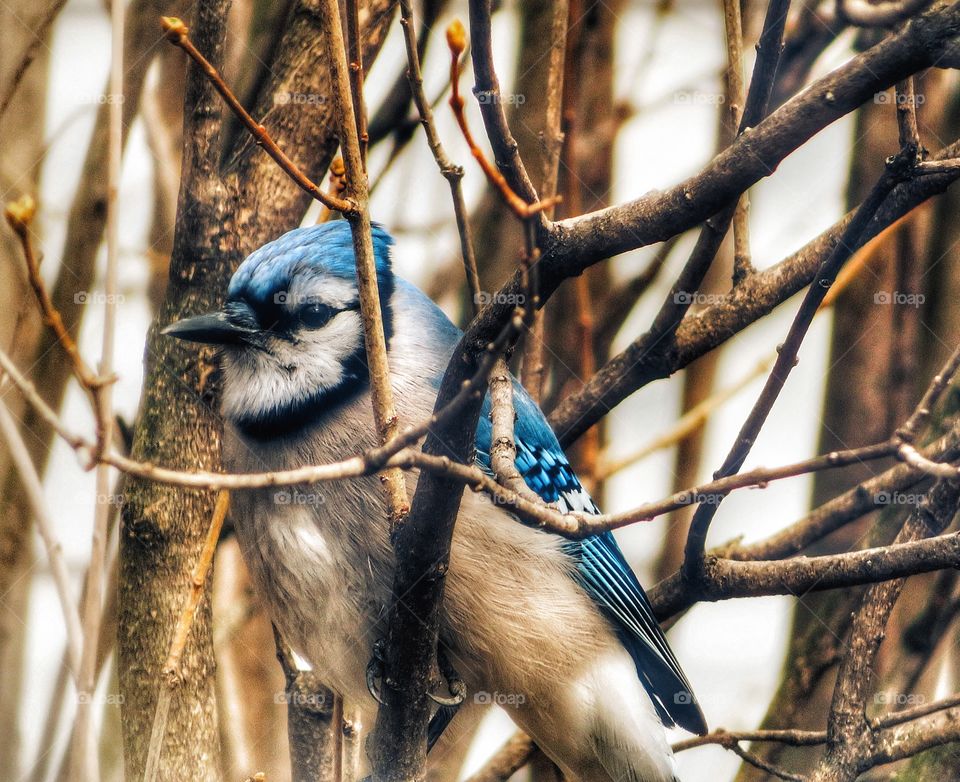 In my yard today Blue Jay