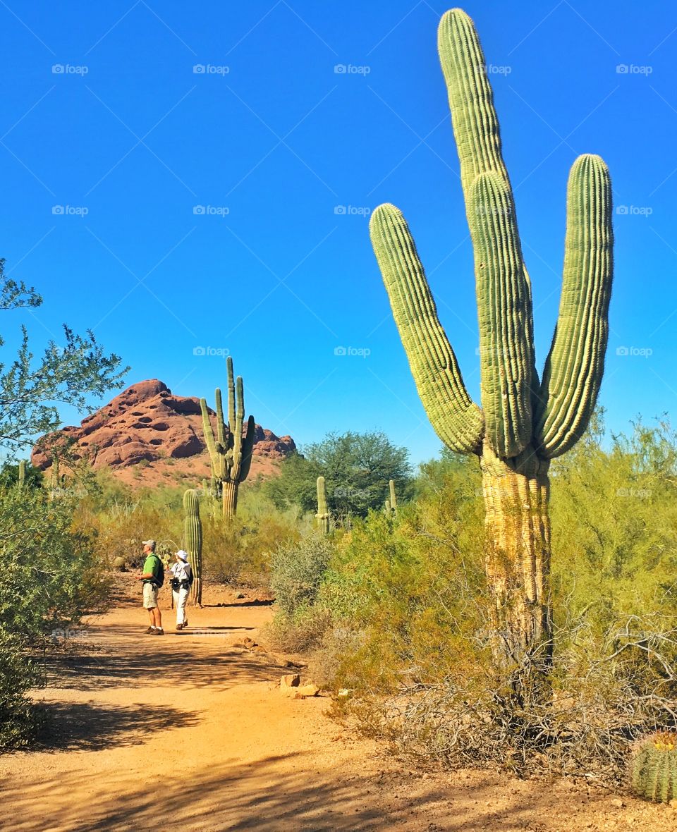 At the Desert Botanical Garden