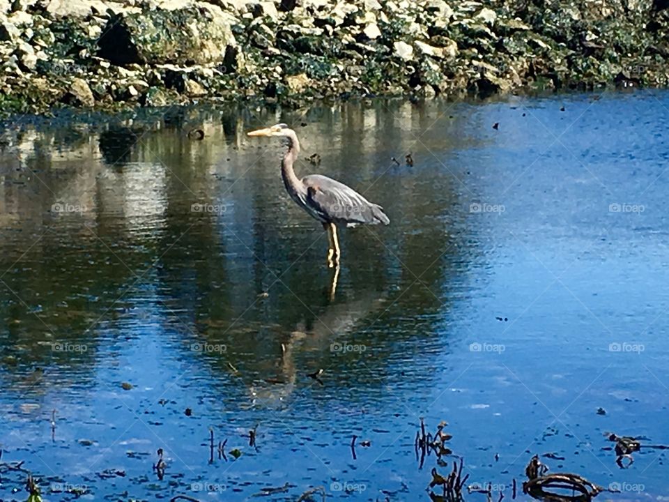 Heron mirroring