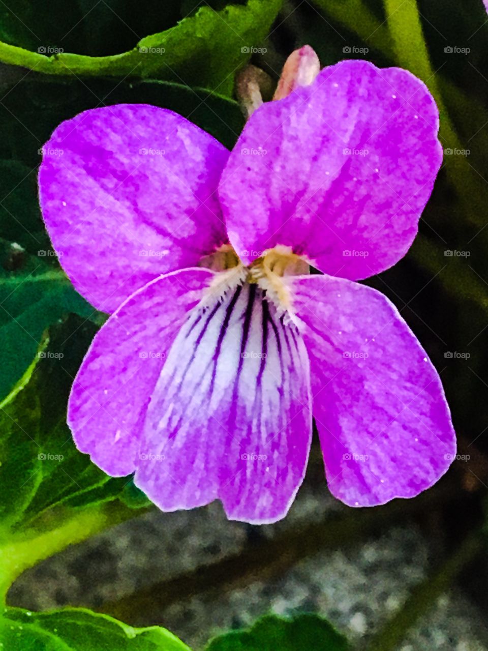Beautiful petals of a purple flower