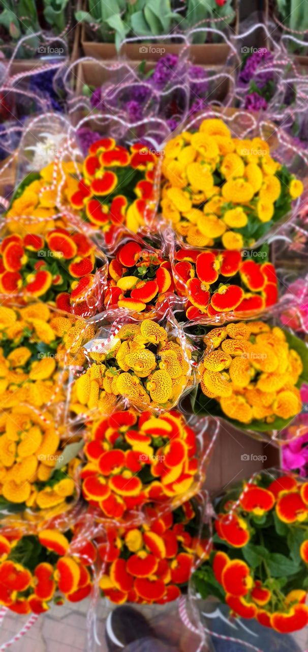 Colourful flowers