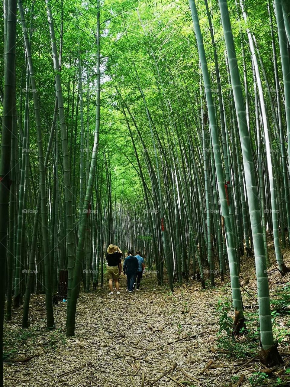 Crossing the Bamboo Forest