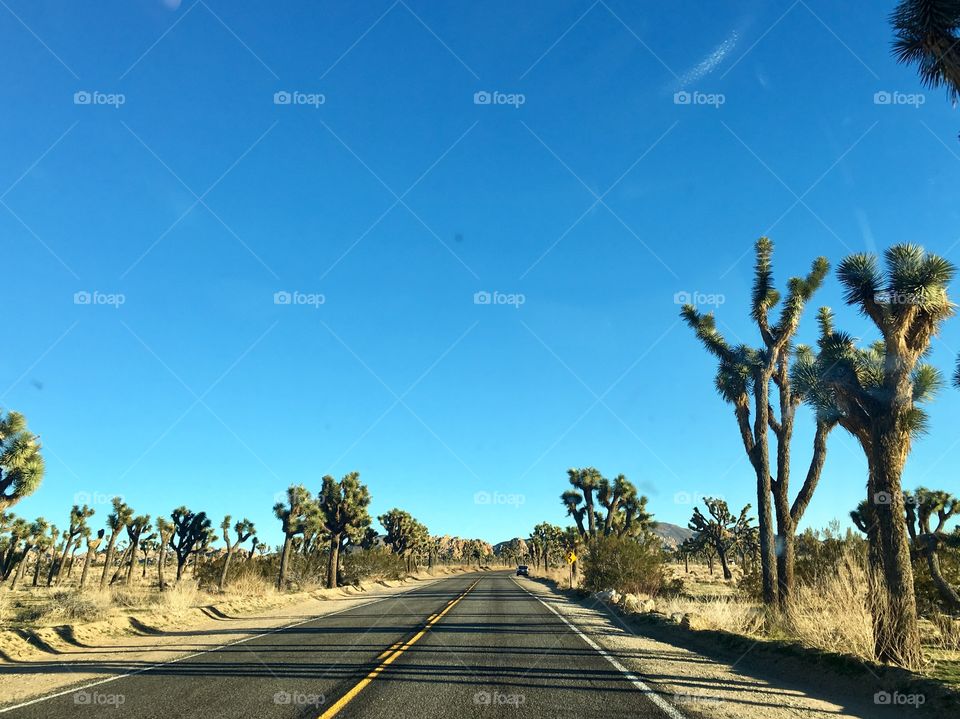 Joshua Tree National Park 