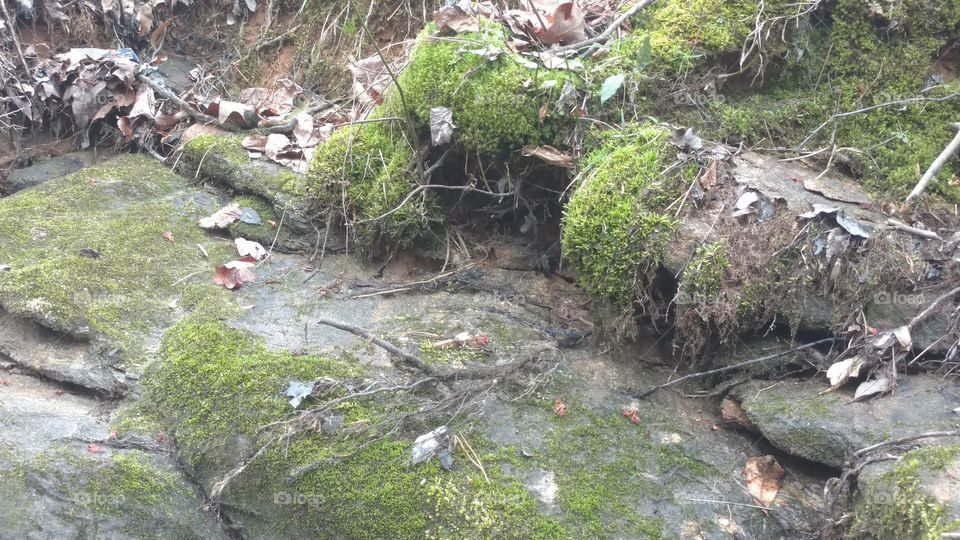 Water, Stream, Nature, Wood, Moss